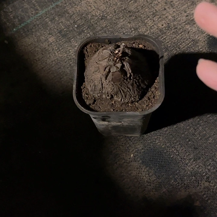 满38包邮，2天凑单，不足38运费不退风**离