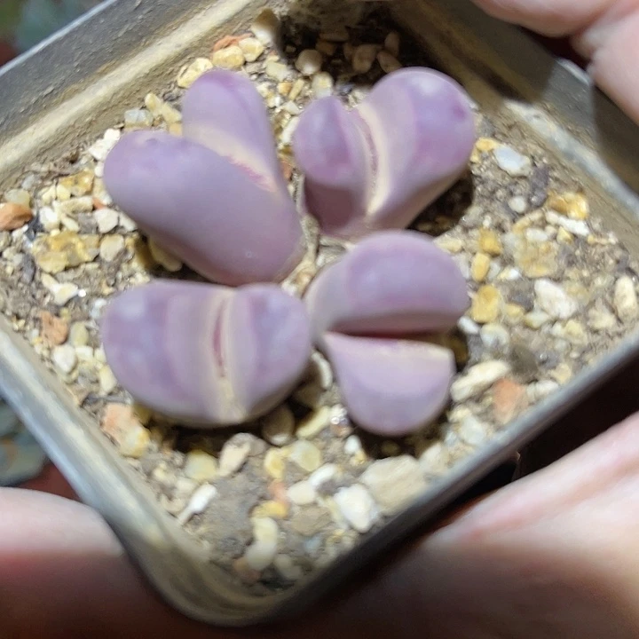 满38包邮，2天凑单，不足38运费不退