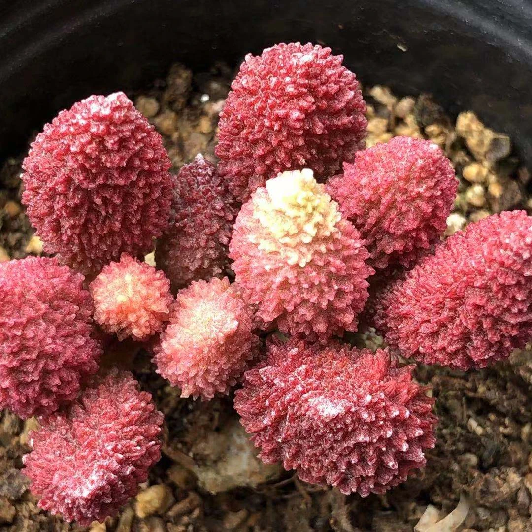 多肉植物一物一拍专用链接49元--298元