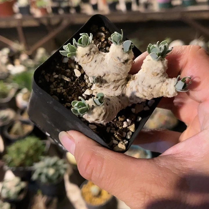 满38包邮，2天凑单，脱土晾根发货