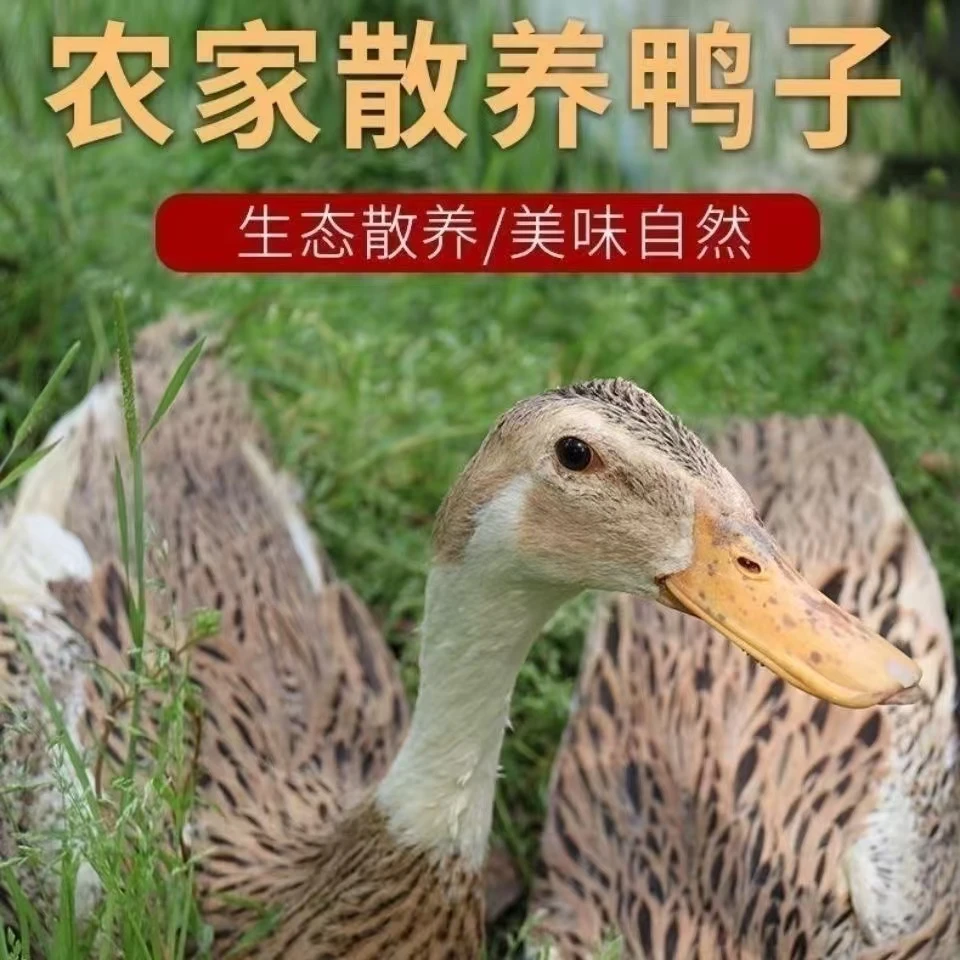 【到手3只】农家土鸭子水鸭2只带箱7斤净重6斤不带鸭掌带翅根