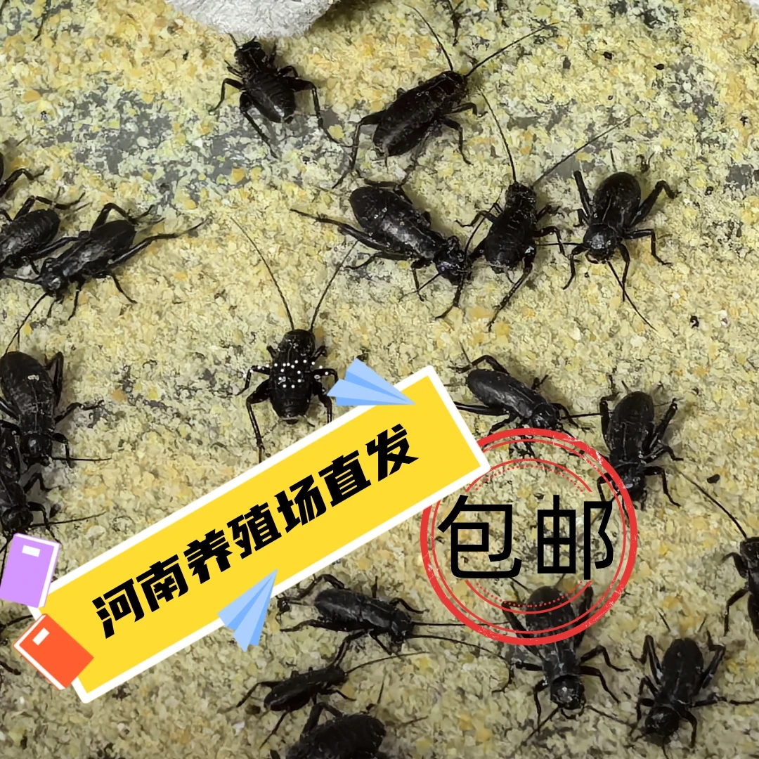 活体蟋蟀爬宠食物油葫芦蛐蛐蜥蜴守宫鬃狮蜘蛛蝎子角蛙针头蟋蟀