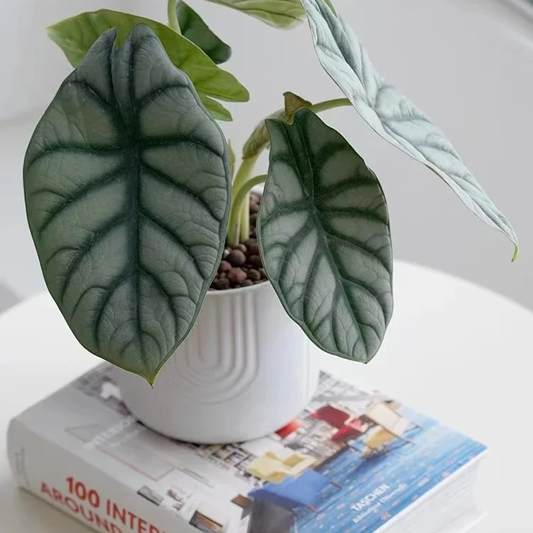 {白犀牛海芋}室内观叶好养绿植盆栽