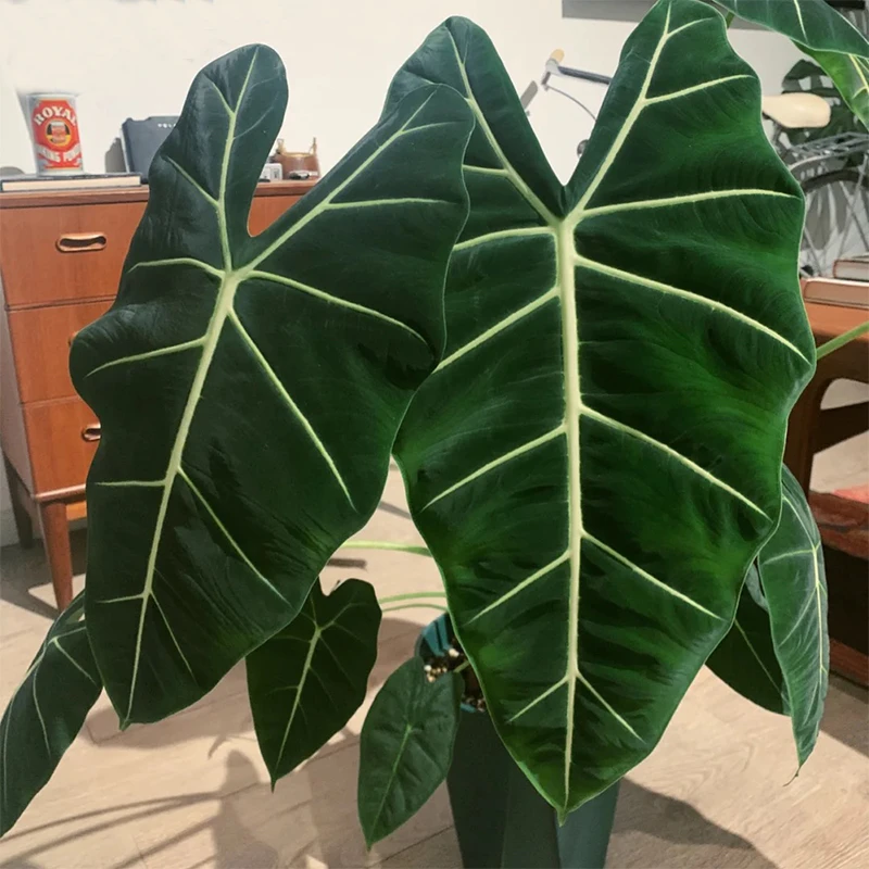 【绿天鹅海芋】室内网红颜值爆表绿植盆栽