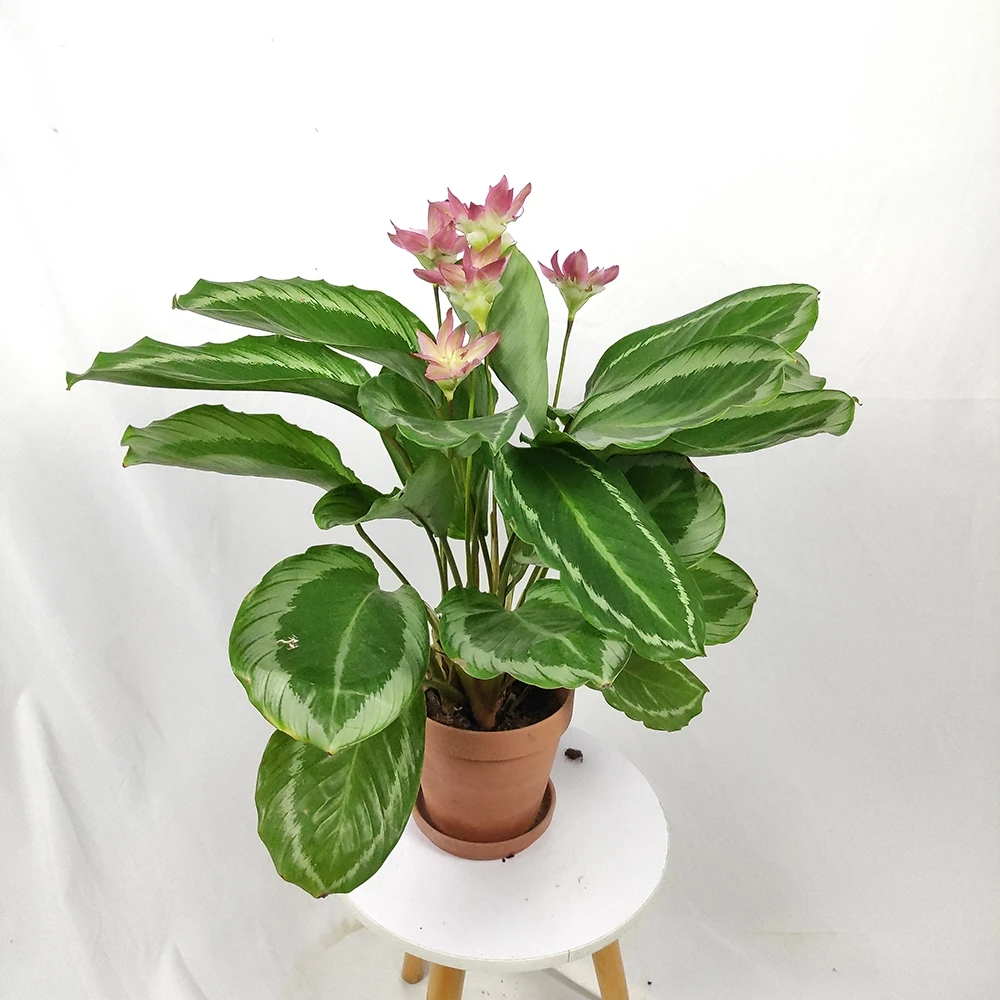 (青莲竹芋）室内观叶观花懒人绿植