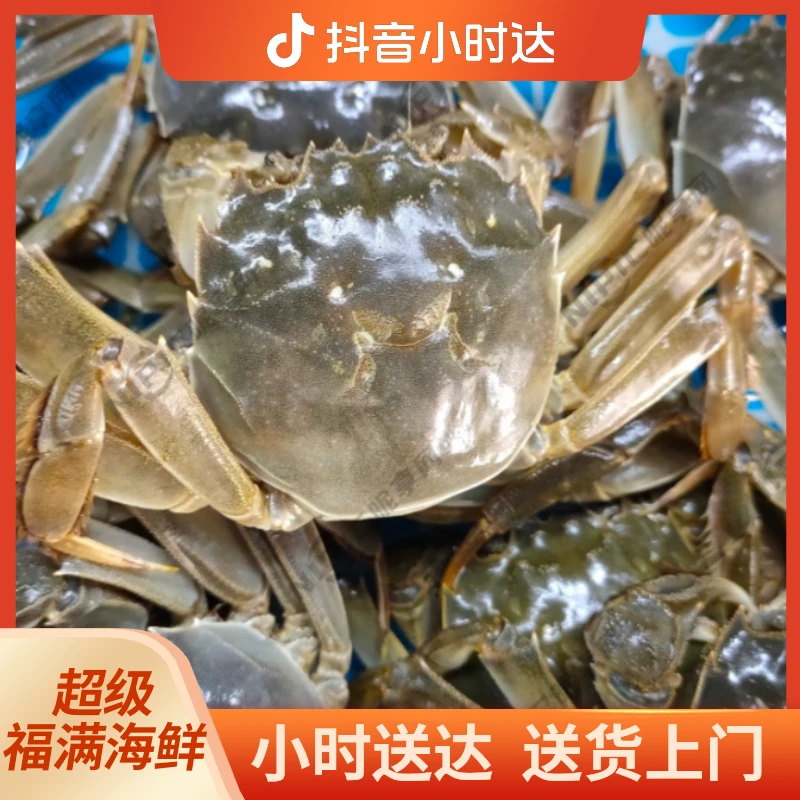 【鲜活】苏州大闸蟹3只（母蟹）3两左右/只）