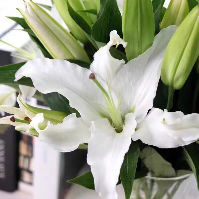 【西伯利亚单瓣百合】香水百合云南基地直发