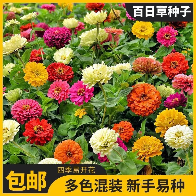 多年百日草花庭院四季易种室外阳台花组合波斯菊精选花海种子生长