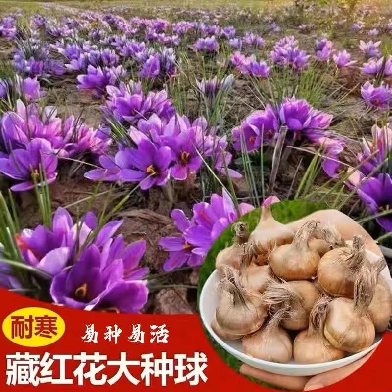 正宗藏红花种球耐寒耐旱盆栽地栽室内室外花卉绿植观赏泡茶多年生