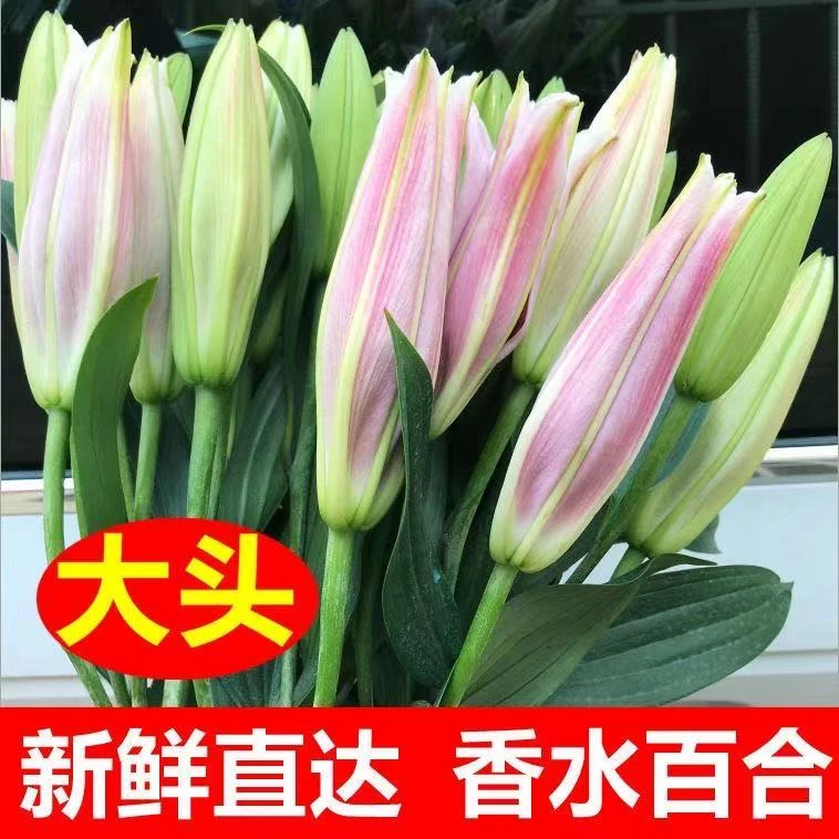 百合鲜花直批云南基地直发小雏菊真花束香水家用水养速递同城七夕