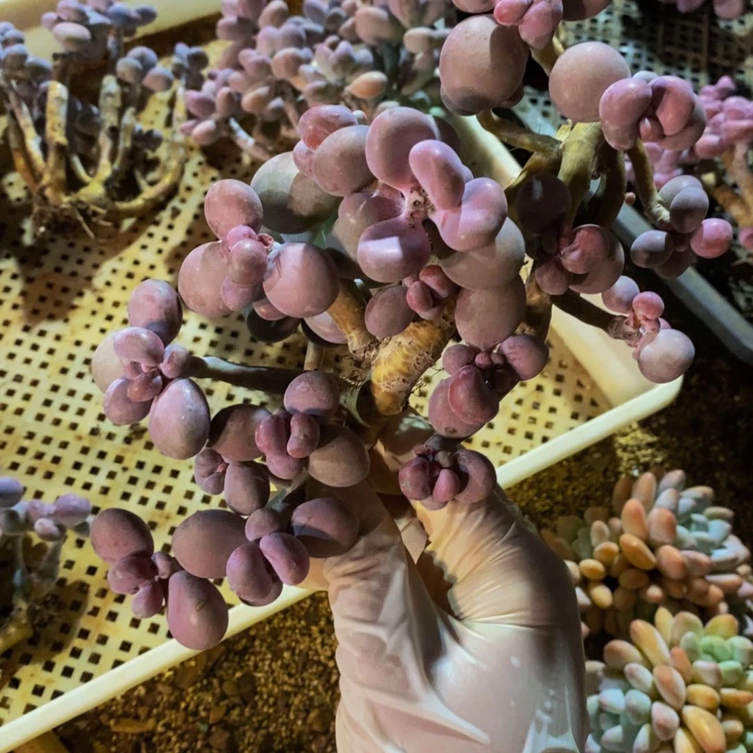 ?***?哈哈哈哈哈哈哈回家