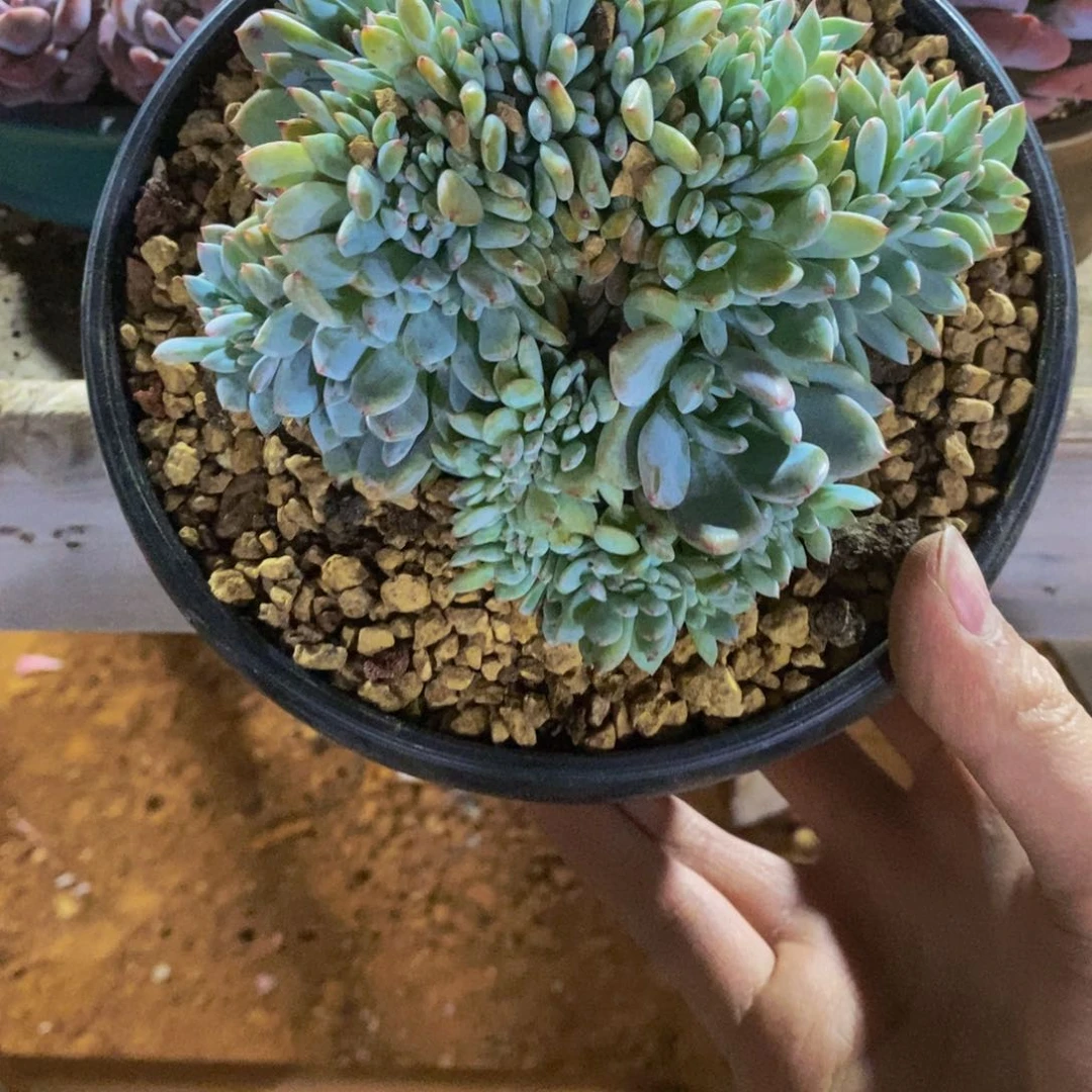 一物一拍不退不换