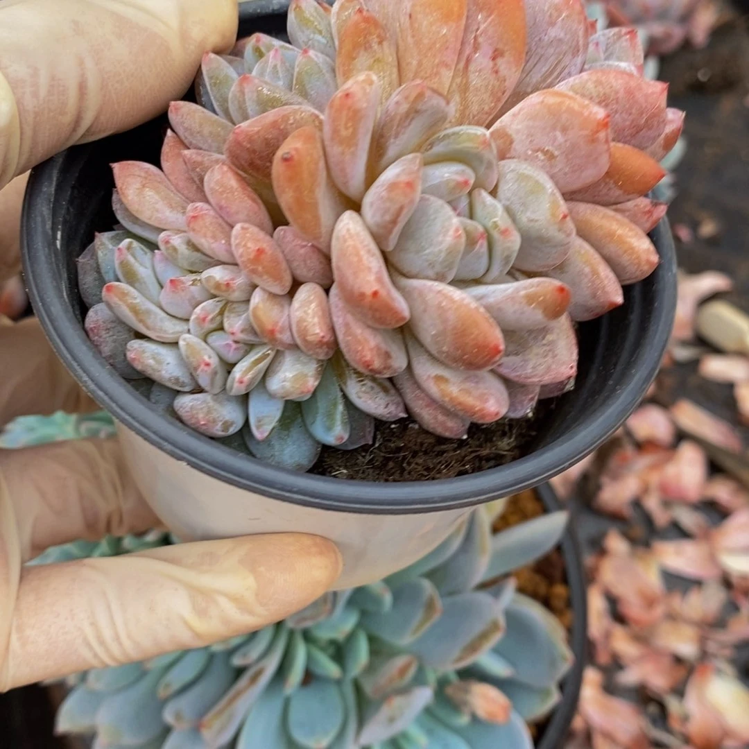 一物一拍不退不换