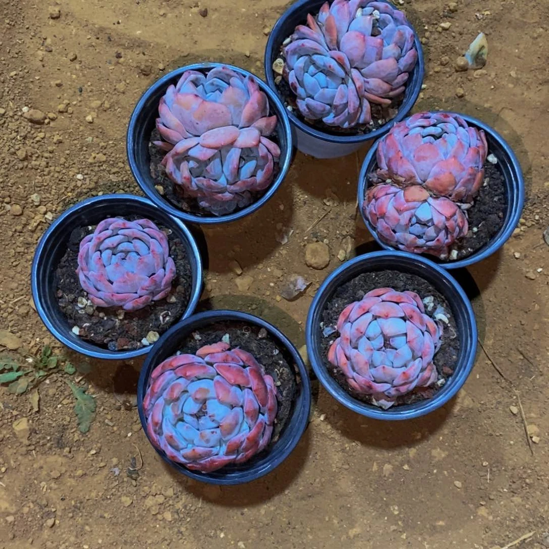 称梦露福利不退不换