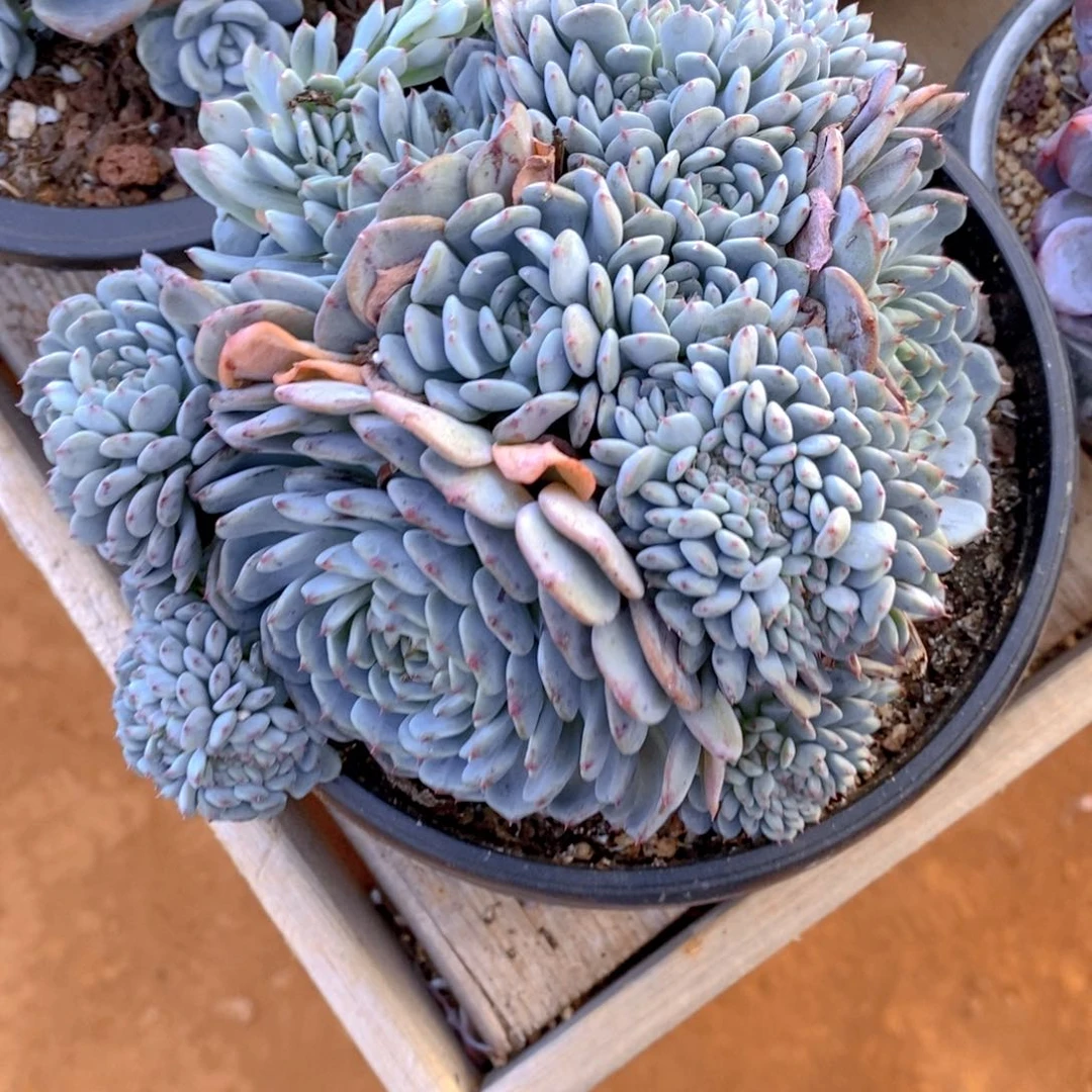 南*噢一物一拍不退不换