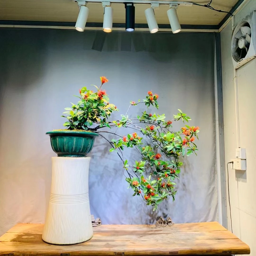 精品海岛龙船花盆景植物盆栽花卉四季常青开花结果茶台窒内外