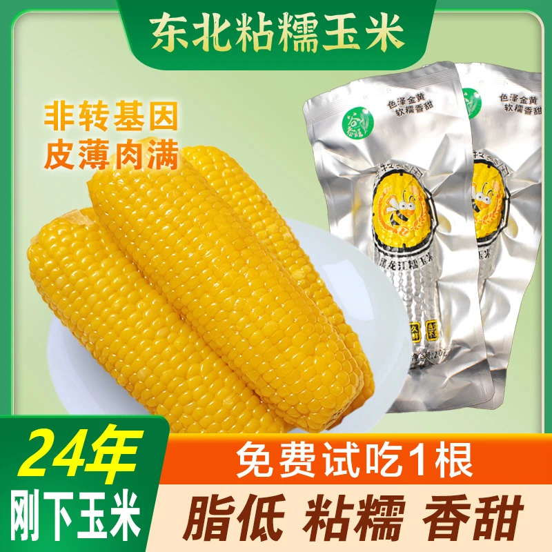 东北2024新鲜黄糯玉米即食软糯真空包装袋白甜玉米棒黏苞米粘早餐