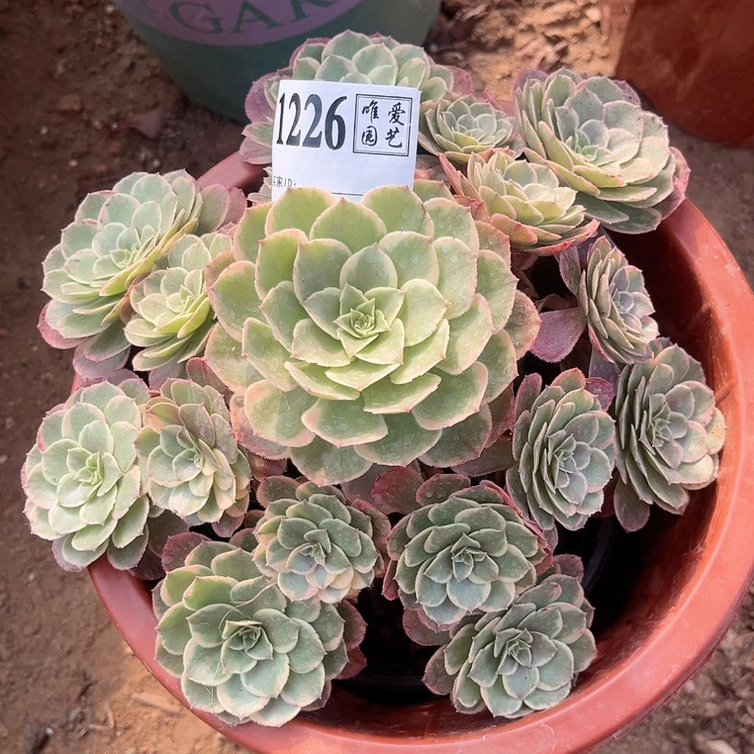 1226粉花妖多肉植物