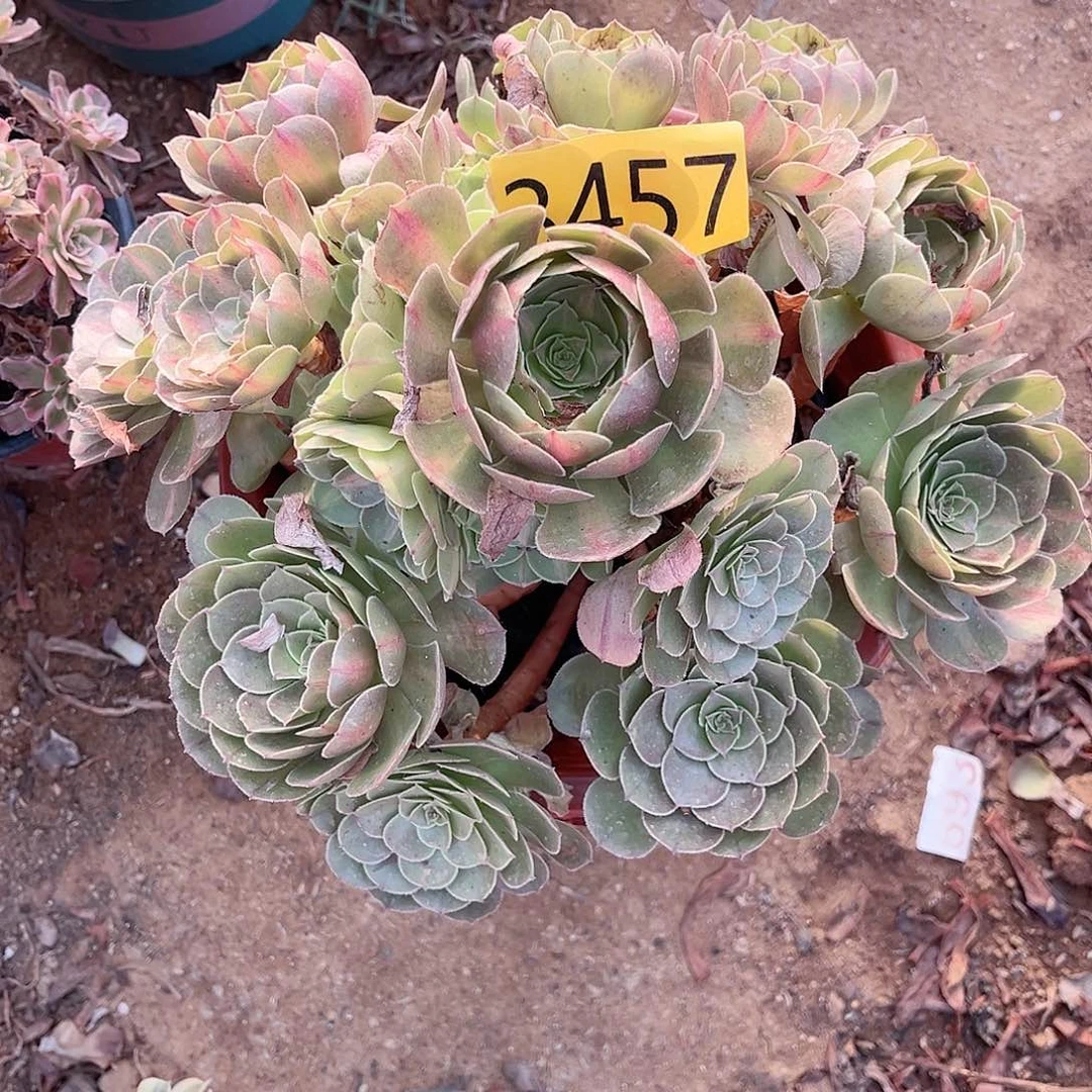 3457倾城中斑多肉植物