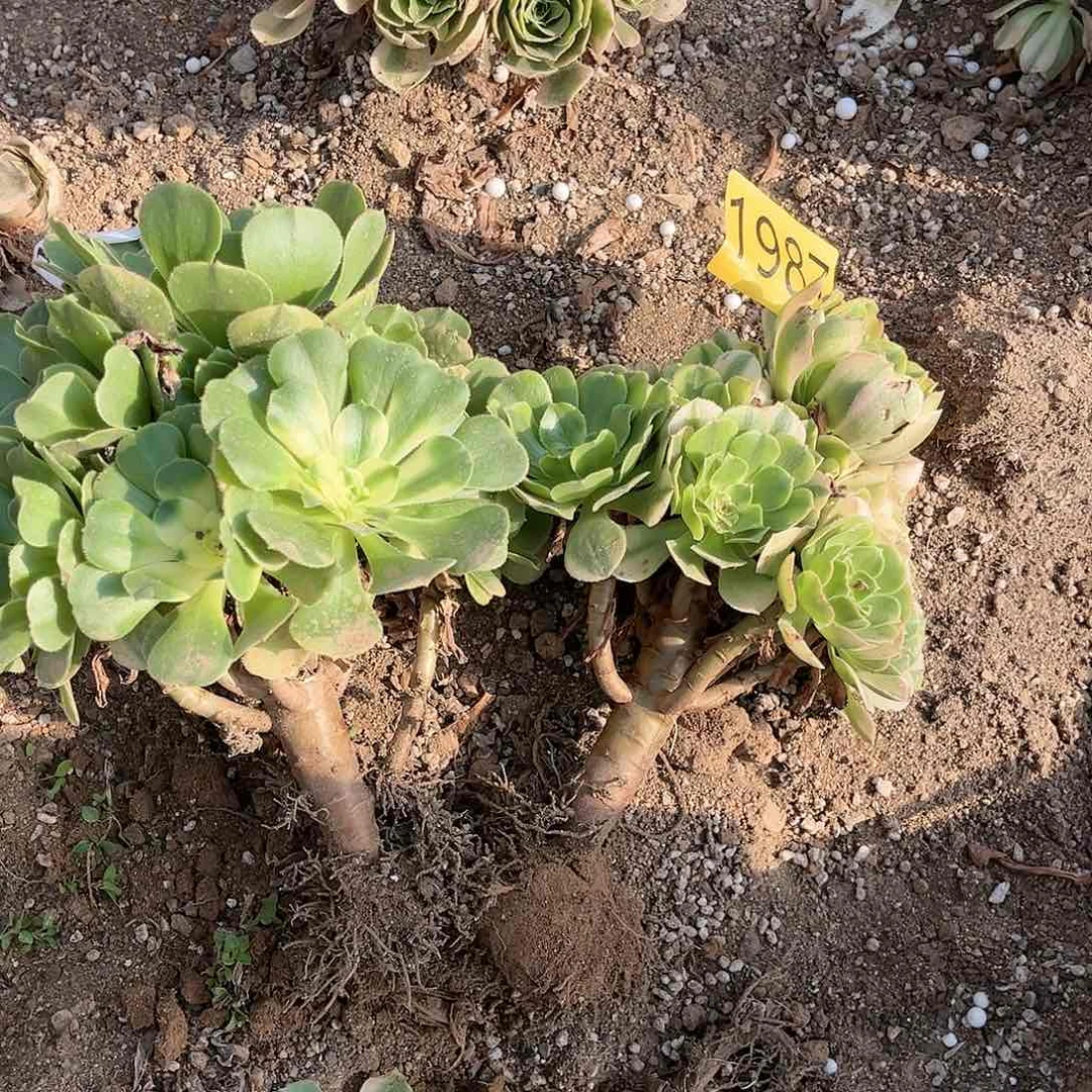 辛尼亚两颗多肉植物