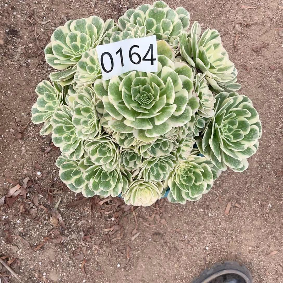 0164冷月多肉植物