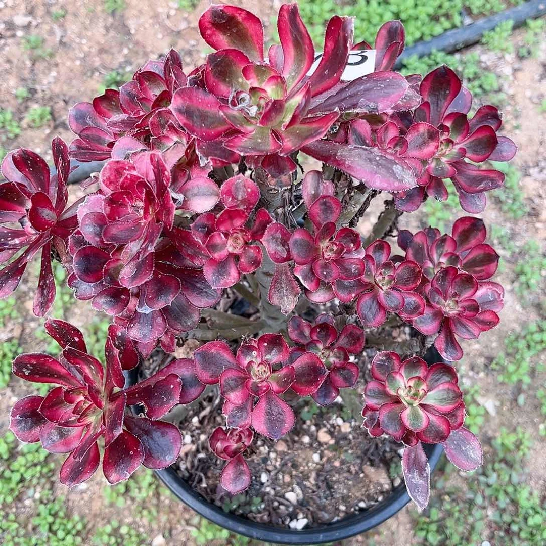 2773香多肉植物多肉植物