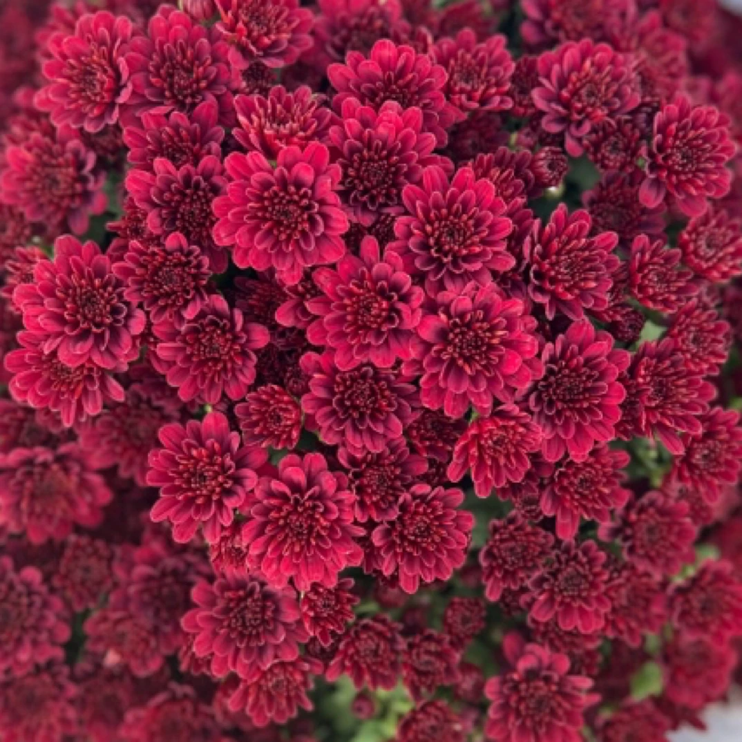 【红妆】千头球菊大盆花多耐热耐寒阳台庭院地栽好养多年生