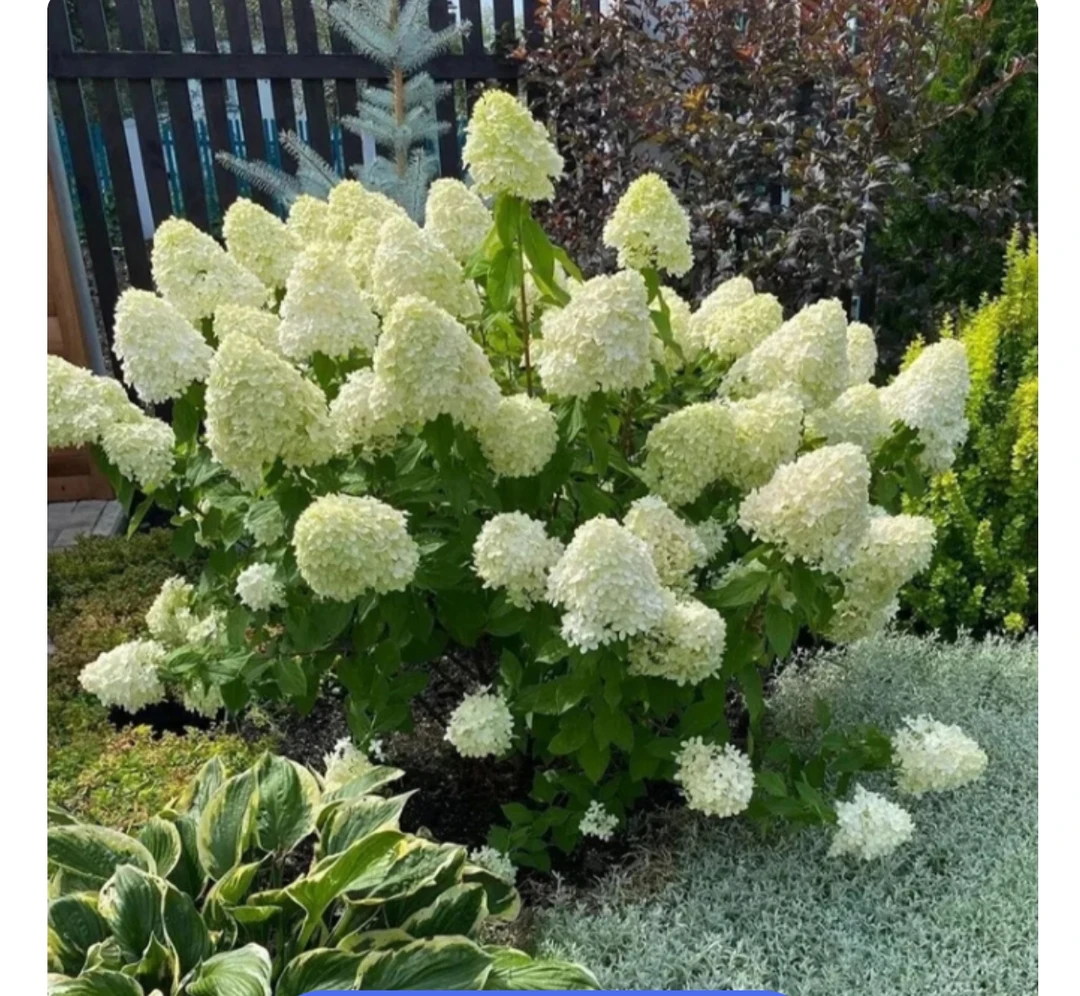 【石灰灯】带花苞 木本圆锥绣球 耐寒热 庭院花园 基地直发部