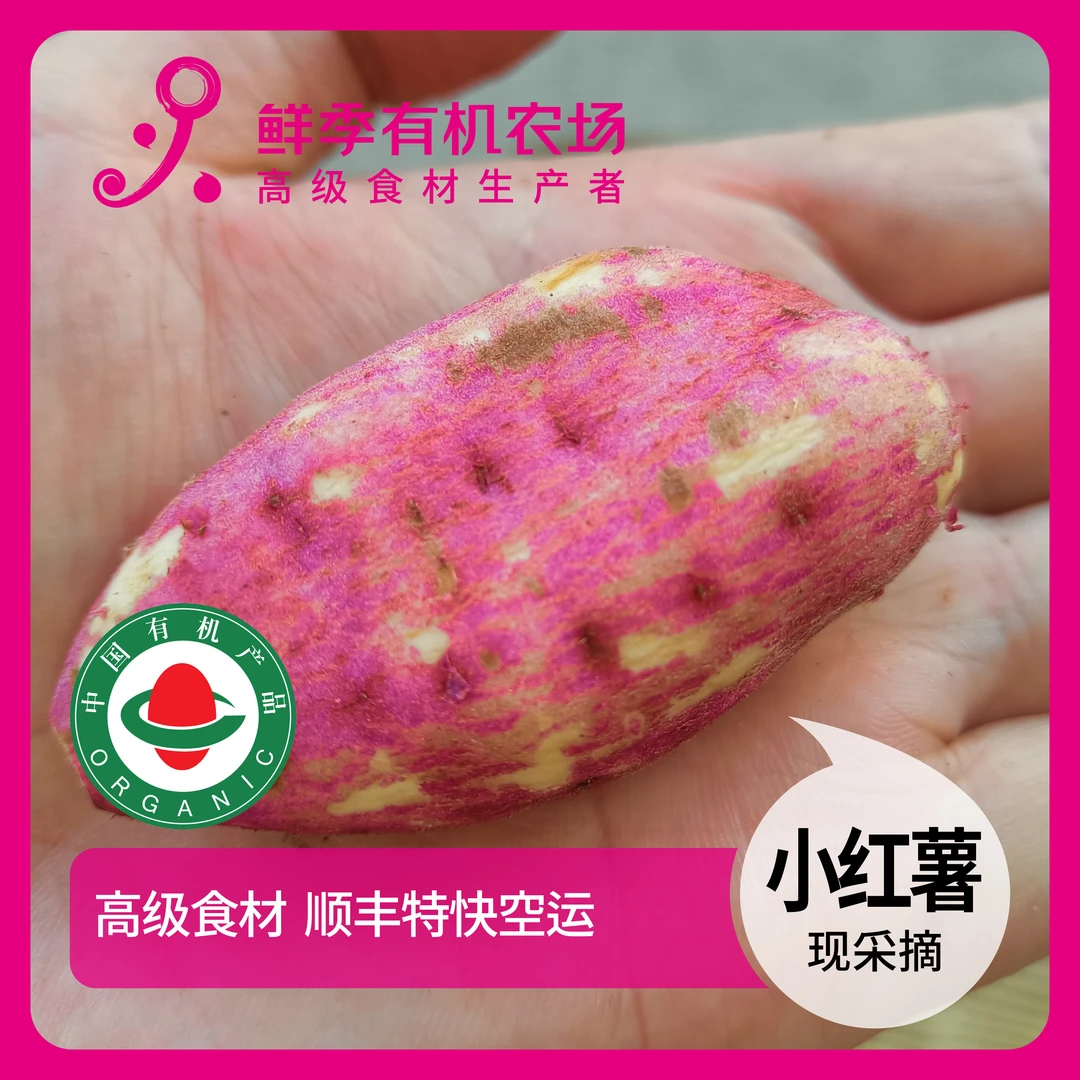 鲜季全自产 有机小红薯 软甜 24年 500克 有虫眼疤痕 顺丰陆运