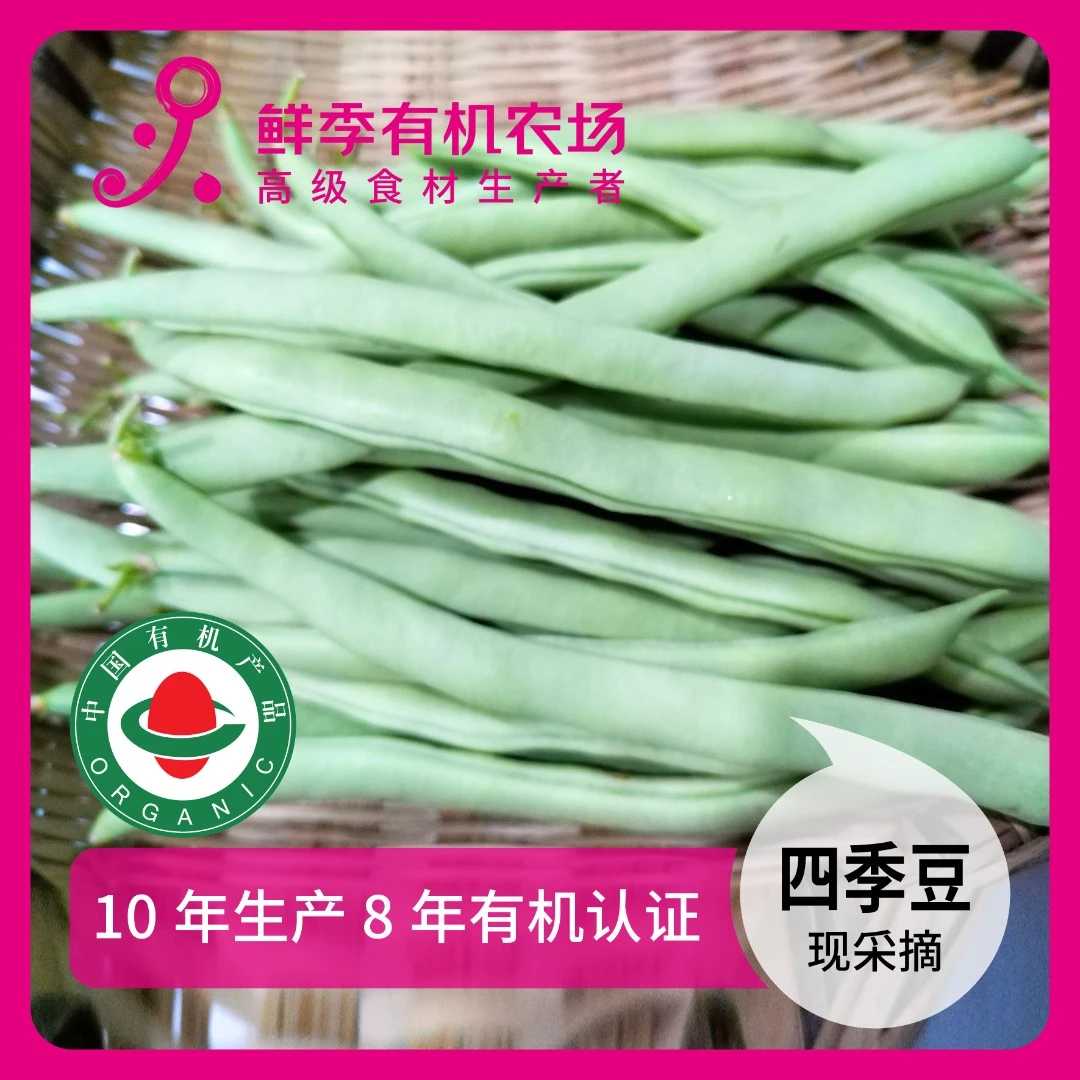 鲜季全自产 有机有筋四季豆500克  现采摘 顺丰空运