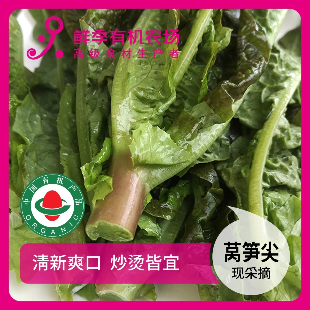 鲜季全自产 有机莴笋尖300克 微苦 有机认证 现采摘 顺丰空运