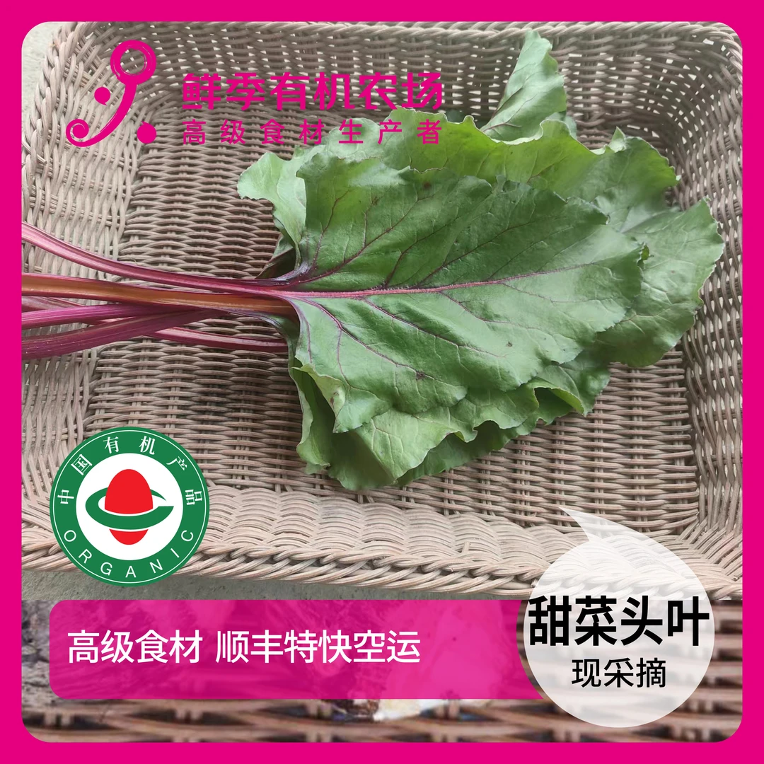 鲜季全自产 甜菜头叶子 300克  当日采摘 顺丰空运
