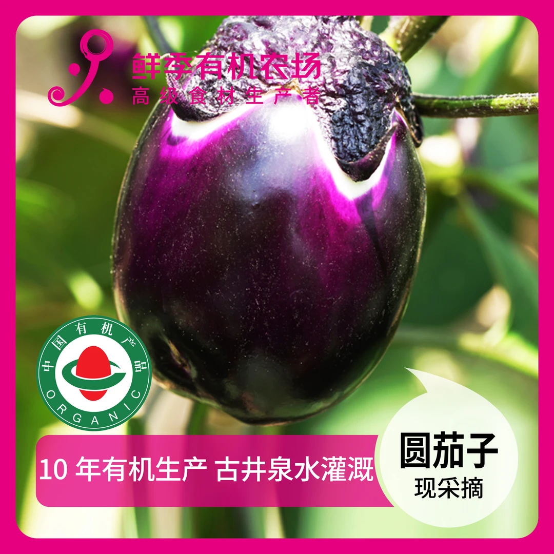 鲜季全自产 有机圆茄子500克 现采摘 顺丰特快空运