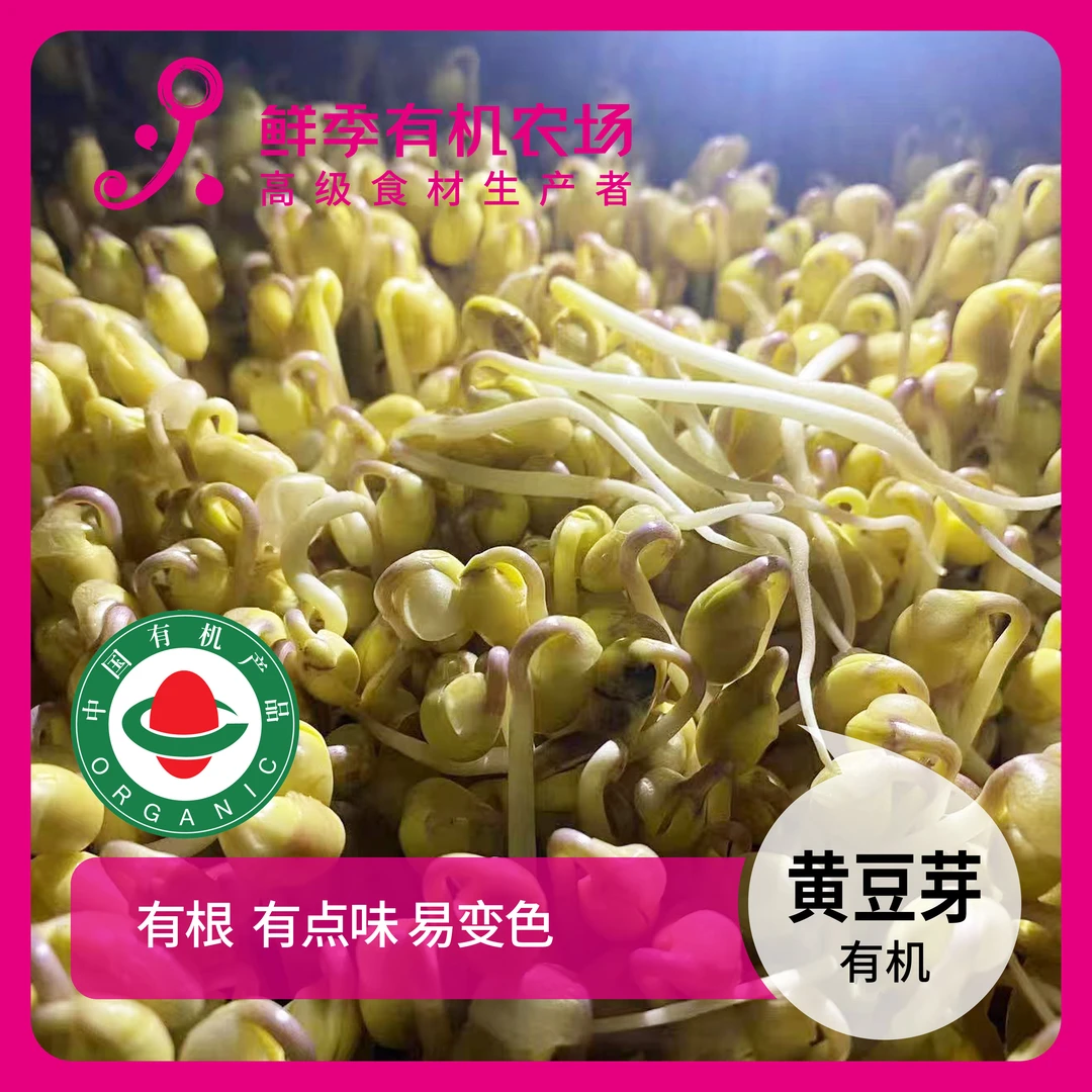 鲜季全自产 有机 黄豆芽300克 有机认证 现采摘 顺丰特快空运