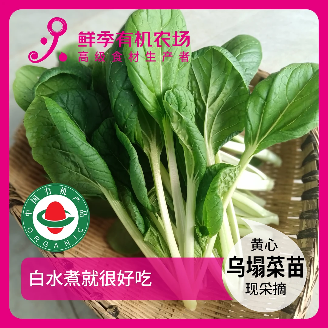 鲜季全自产 有机黄心乌塌菜苗 300克 有机认证 现采摘 顺丰空运