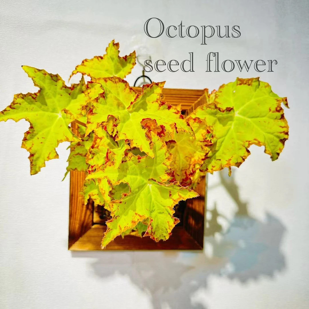 枫之谷海棠 室内观叶观花植物吸收甲醛多年生花卉绿植 章鱼种花