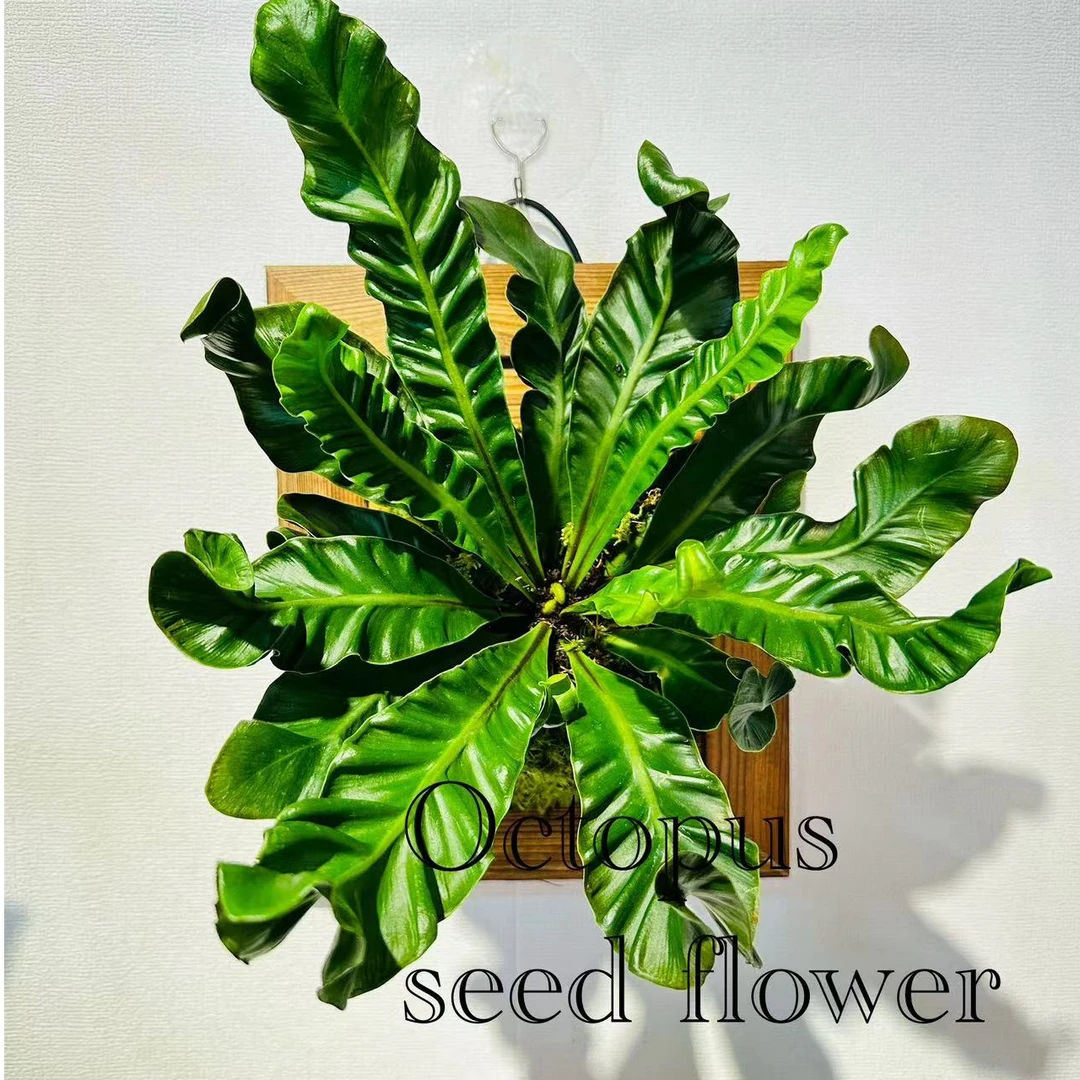 眼镜蛇鸟巢蕨 室内观叶植物吸收甲醛多年生花卉绿植 章鱼种花