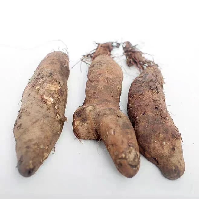 云南高山露天灵芝山药软糯蔬菜农家自种现挖现发产地直发