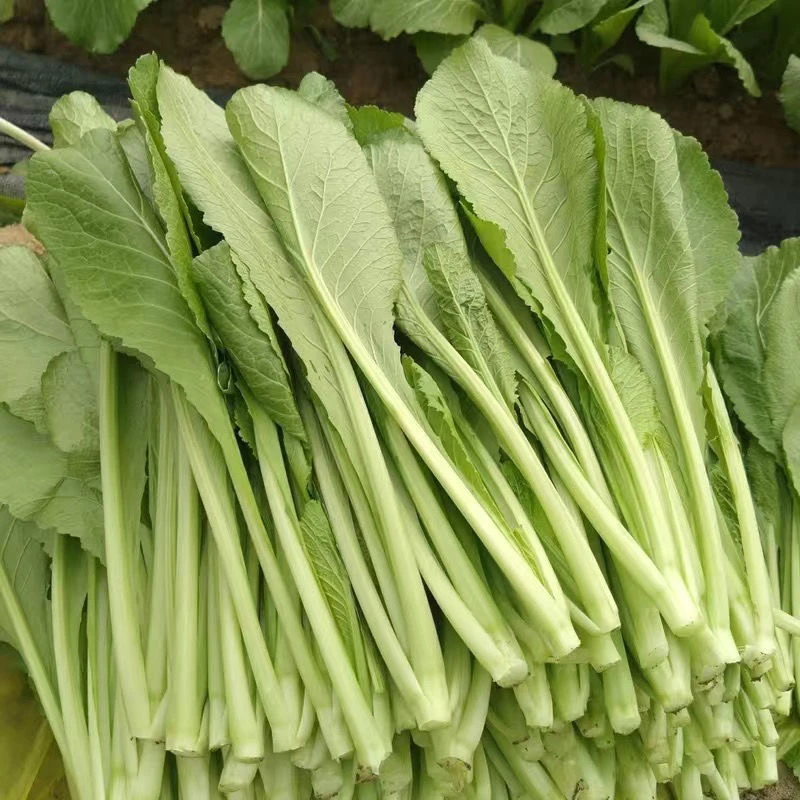 云南高山露天小苦菜新鲜蔬菜农家自种现摘现发产地直发