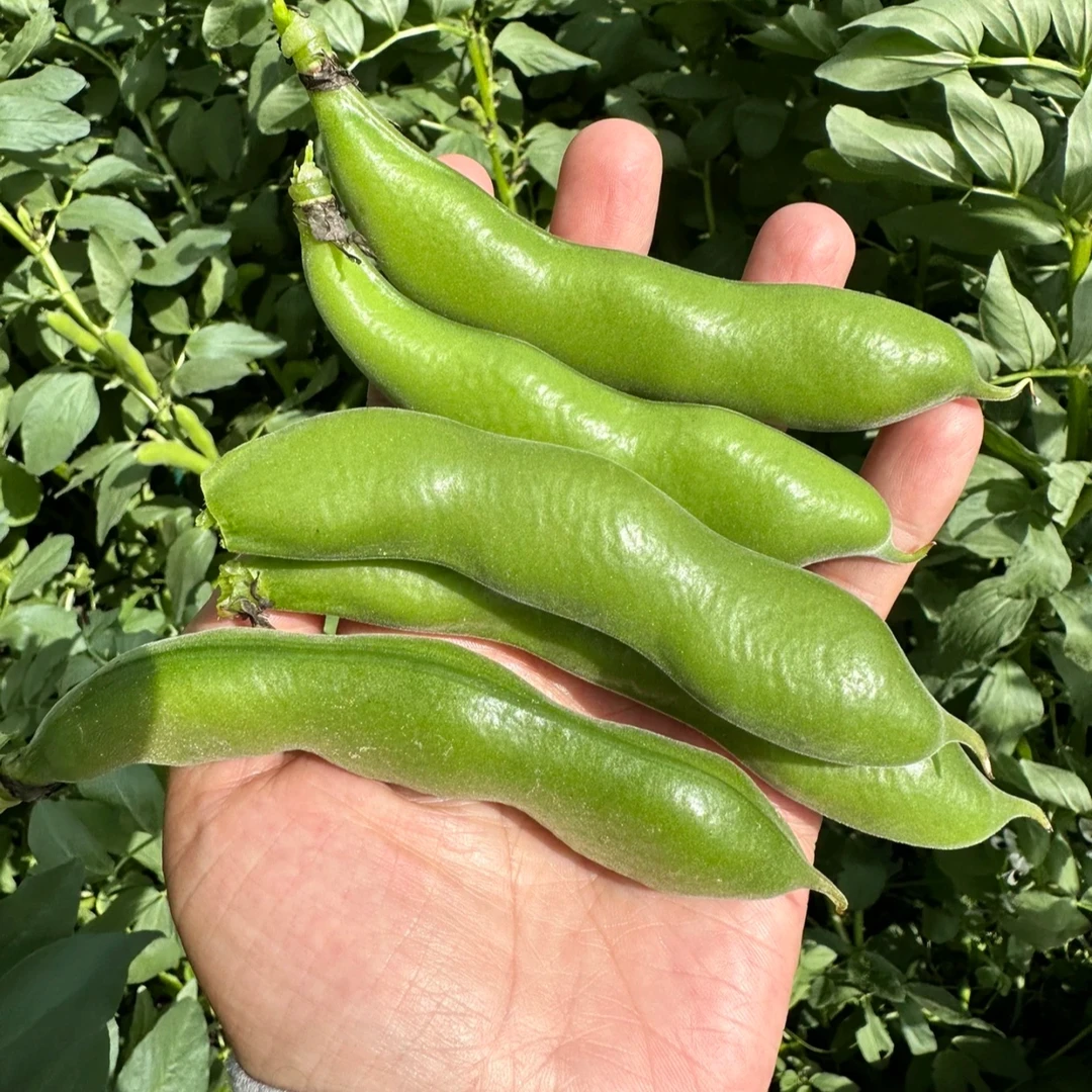 云南高山露天蚕豆新鲜蔬菜农家自种现摘现发产地直发