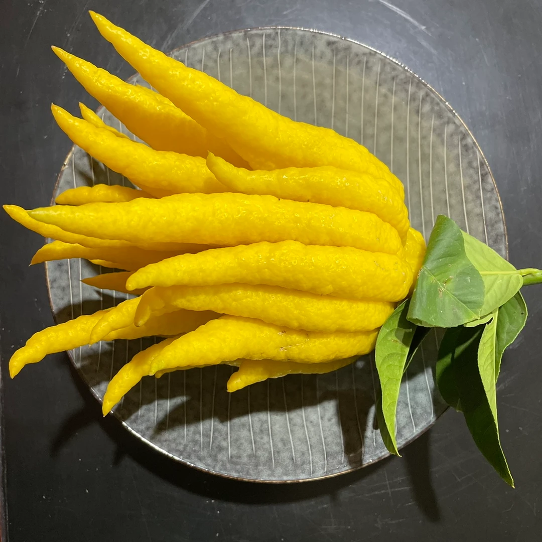 云南高山佛手柑绿植观赏闻香风水摆件香气怡人花卉顺丰包邮