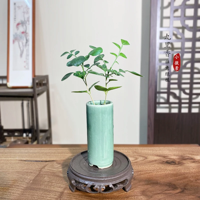 九里香桌面小盆景绿植带冰裂青瓷禅意新中式古风茶桌书桌可摆