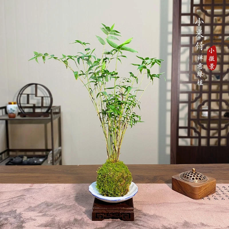 【宏展】小叶米竹苔藓球新中式植物四季常青禅意茶桌小竹子