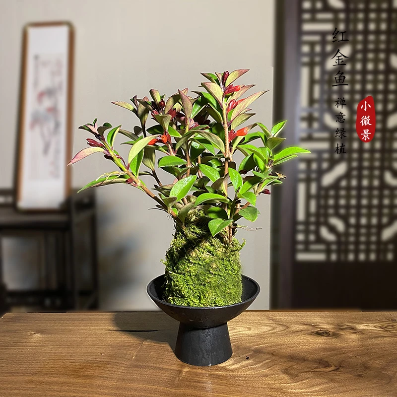 【宏展】红金鱼苔藓球年年有余四季常青