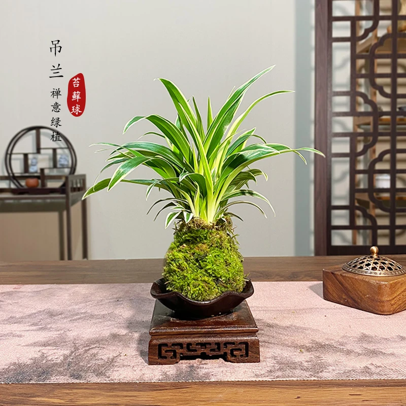 【宏展】金边吊兰苔藓球新中式四季常青室内阳台花禅意景观