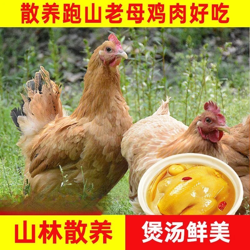 【买1只送1只】毛重7斤丨特级农家正宗老母鸡新鲜正宗土鸡2年以上鸡