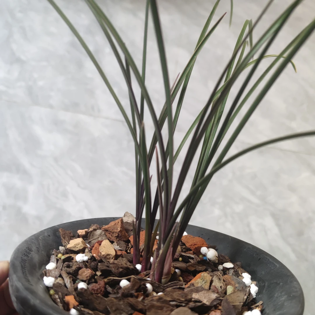 九寨沟惠兰红香妃