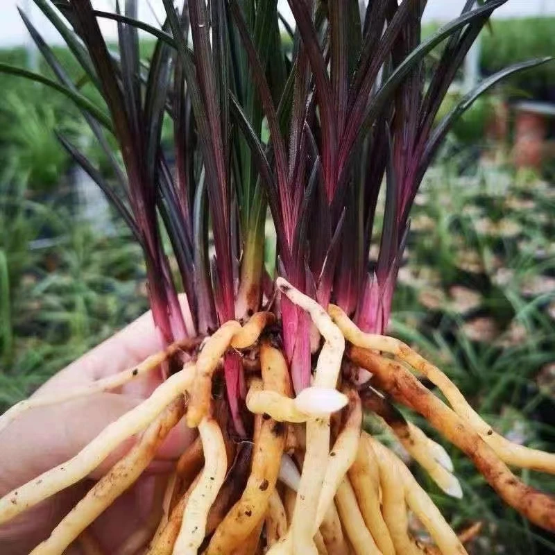 九寨沟蕙兰红香妃