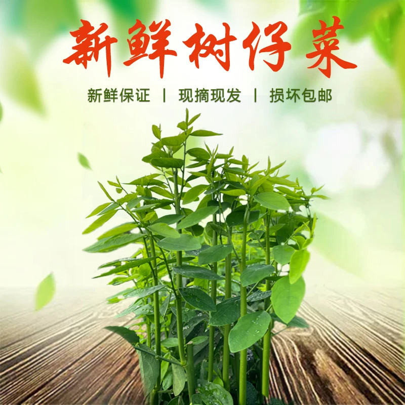 树仔菜天绿香益肝菜潮汕树菜五指山野菜食用新鲜农产品直供1-20斤