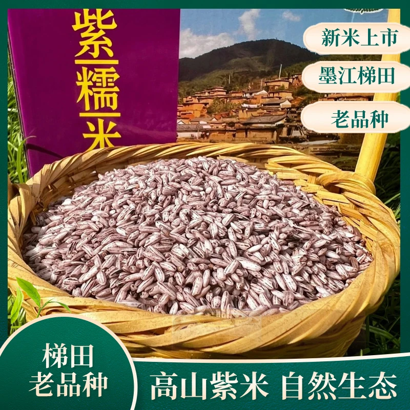 云南墨江梯田紫糯米老品种